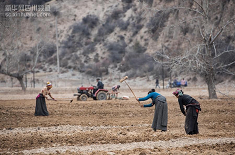 3月3日，藏族群众在四川省若尔盖县冻列乡然多村播种青稞。随着近日气温回升，在四川省阿坝藏族羌族自治州，各个农区的田野上一派忙碌的景象。当地的藏族农牧民开始翻田犁地，投入忙碌的春耕生产。本网记者 江宏景 摄