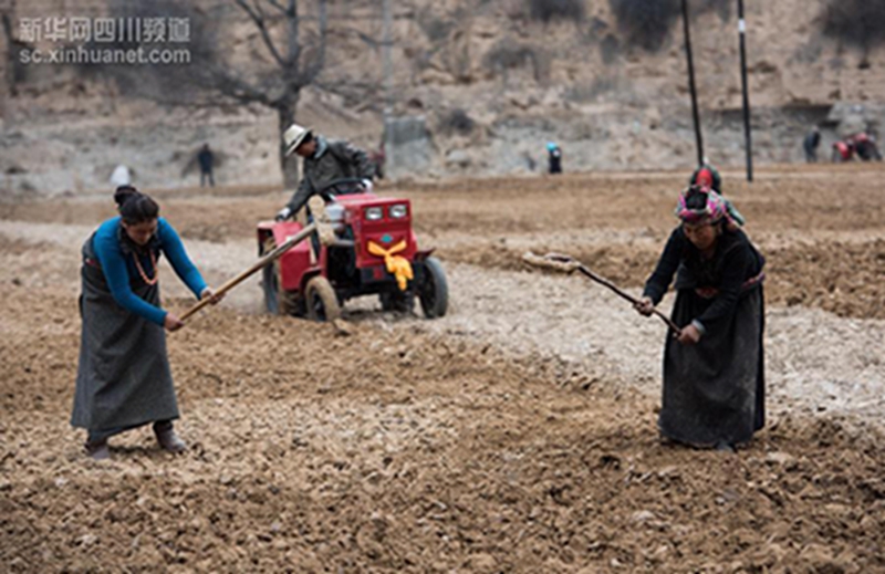 3月3日，藏族群众在四川省若尔盖县冻列乡然多村播种青稞。随着近日气温回升，在四川省阿坝藏族羌族自治州，各个农区的田野上一派忙碌的景象。当地的藏族农牧民开始翻田犁地，投入忙碌的春耕生产。本网记者 江宏景 摄