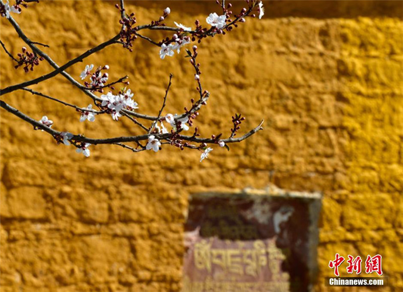 3月17日，随着春天气温逐渐升高，三月的拉萨桃红柳绿，春色满园。李林 摄