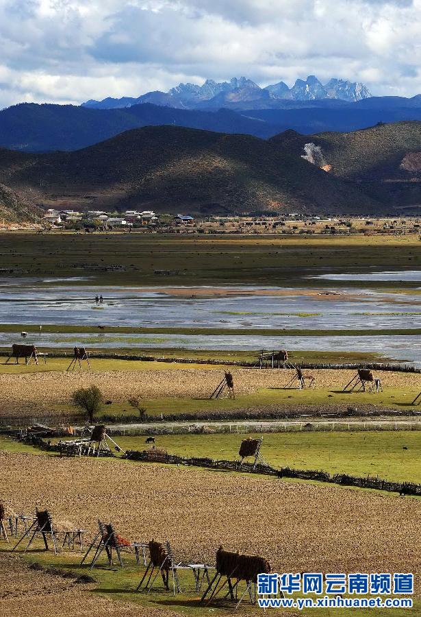 这是云南省迪庆藏族自治州香格里拉高山草甸（2009年10月20日摄）。