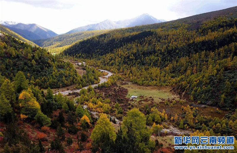 这是云南省迪庆藏族自治州香格里拉的高山草甸（2008年10月14日摄）。