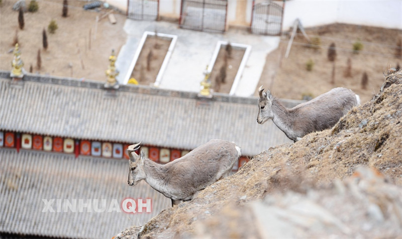 两只岩羊在从寺院屋顶旁的山崖上走过。