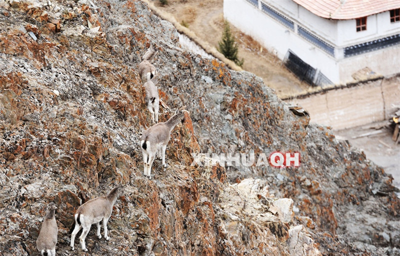 几只岩羊在村庄背后的山崖上觅食。