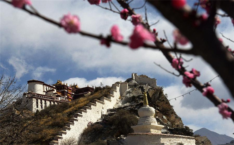 3月20日，拉萨布达拉宫前的桃树花苞绽放。西藏拉萨春意盎然，呈现出生机勃勃的春日图景。 新华社记者 王守宝 摄