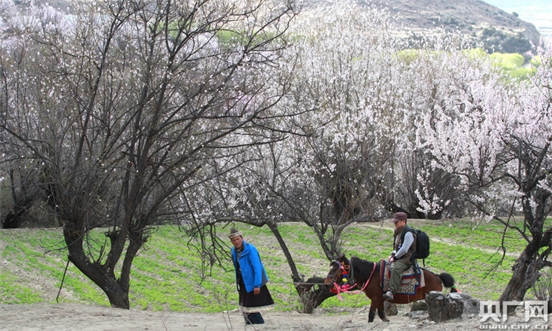 在满山桃林里骑马的农家生活也是乐趣颇多（央广网记者 普布次仁 摄）