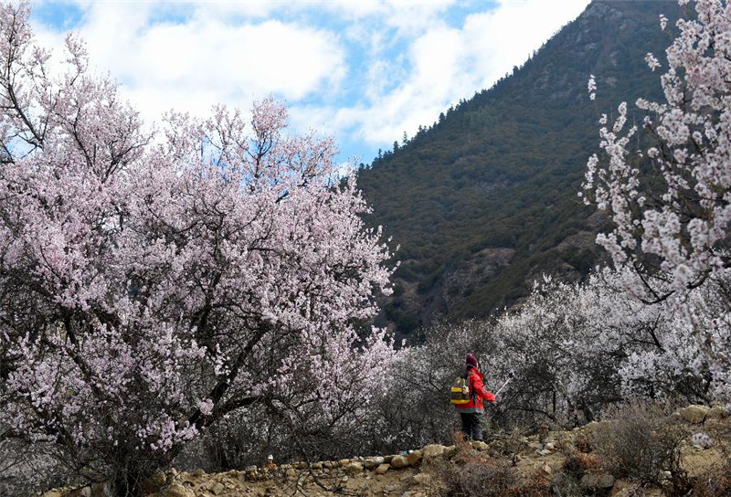 3月30日，一位游客在西藏林芝嘎啦村桃花林里游览。