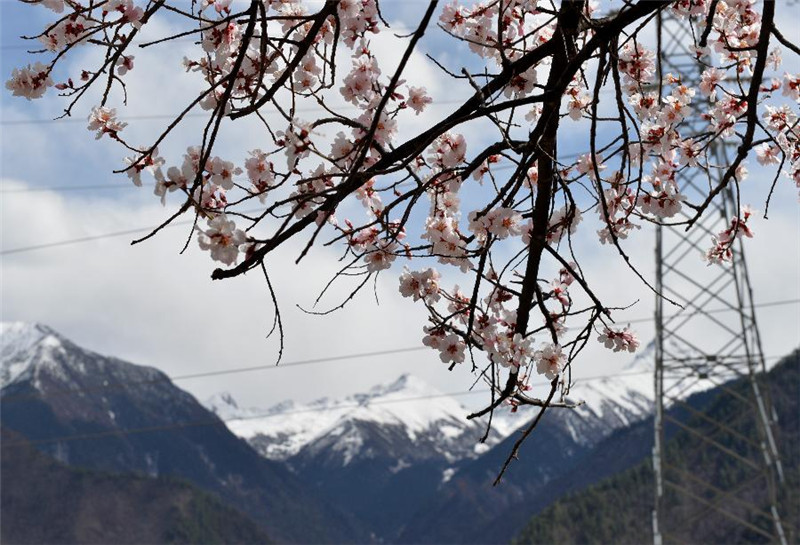 西藏林芝地区盛开的桃花与远处雪山相互映衬（3月24日摄）。