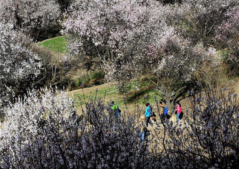 3月30日，游客在西藏林芝嘎啦村观赏桃花。