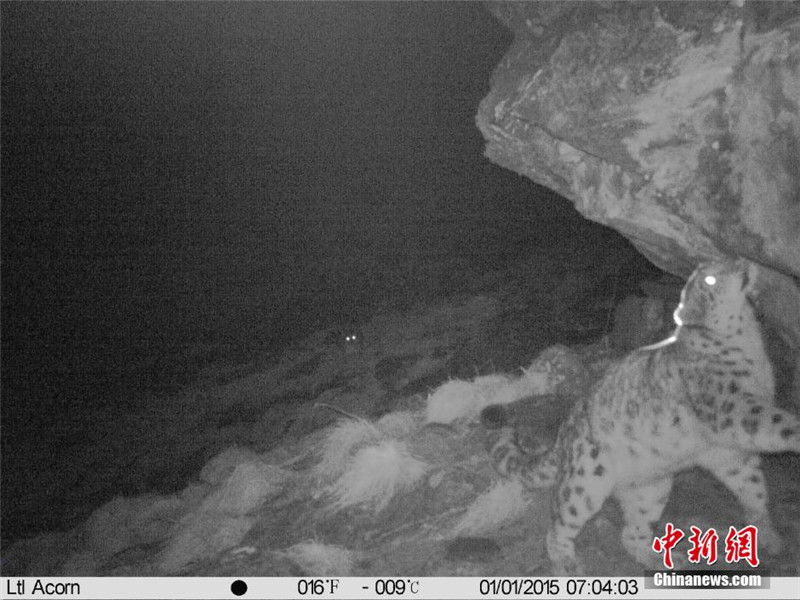 四川卧龙利用野外红外相机首次拍到雪豹母子影像