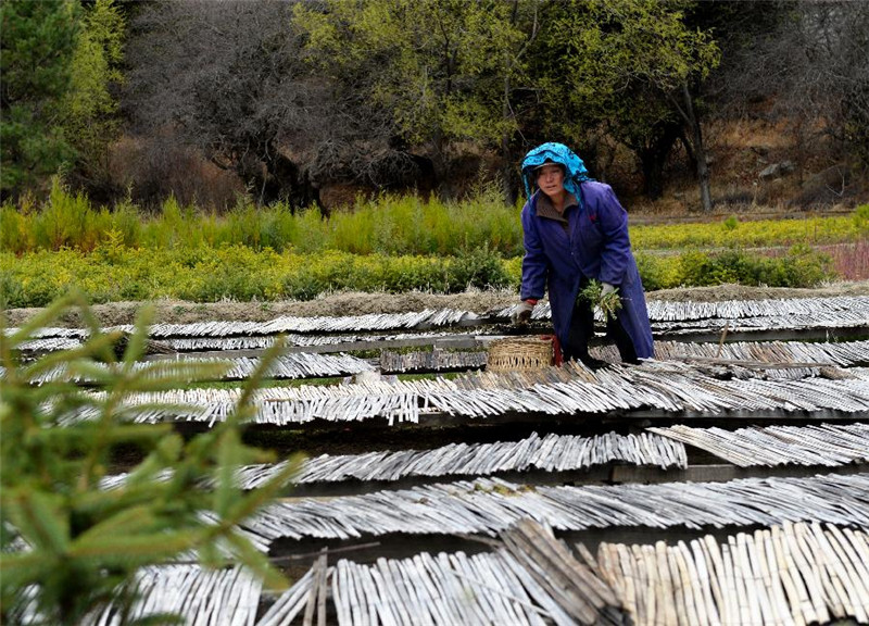 伐木工变造林人红卫林场的职工在育苗基地中架设竹式遮阴网为栒子幼苗遮荫（3月31日摄）。