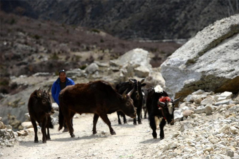 经历了地震灾害的牛群沿着刚刚清理完毕的道路觅食（4月28日摄）。