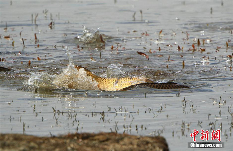 近日，大量体型庞大的鱼类在位于甘肃省碌曲县境内的尕海国际重要湿地尕海湖浅滩产卵，由于部分鱼种体型过大，在此栖息的大型鸟类苍鹭无法扑捉，只能“望鱼兴叹”。张勇 摄