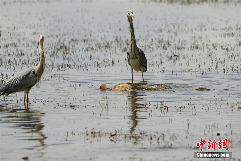 近日，大量体型庞大的鱼类在位于甘肃省碌曲县境内的尕海国际重要湿地尕海湖浅滩产卵，由于部分鱼种体型过大，在此栖息的大型鸟类苍鹭无法扑捉，只能“望鱼兴叹”。张勇 摄