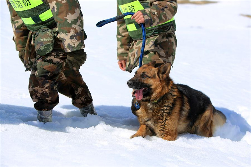 5月8日，西藏公安边防总队阿里边防支队丁嘎柏林边境检查站战士带着警犬在山口雪地巡逻。