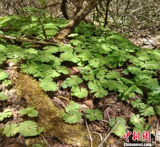 四川理县发现成片国家一级重点保护植物独叶草