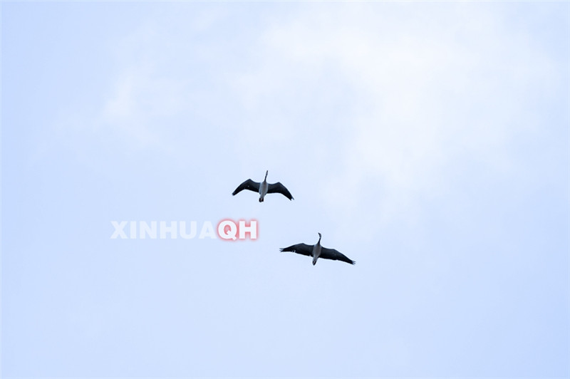 5月17日，两只斑头雁在位于长江源头的班德湖上空飞翔。