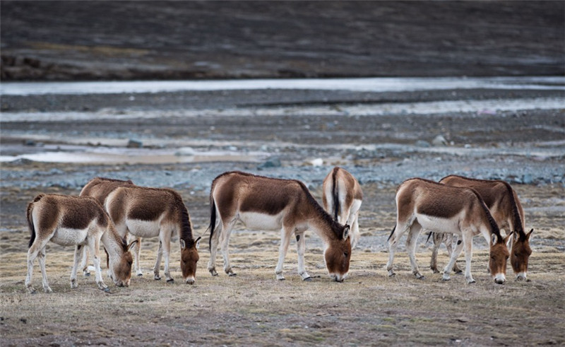 几只藏野驴在三江源地区觅食（5月18日摄）。