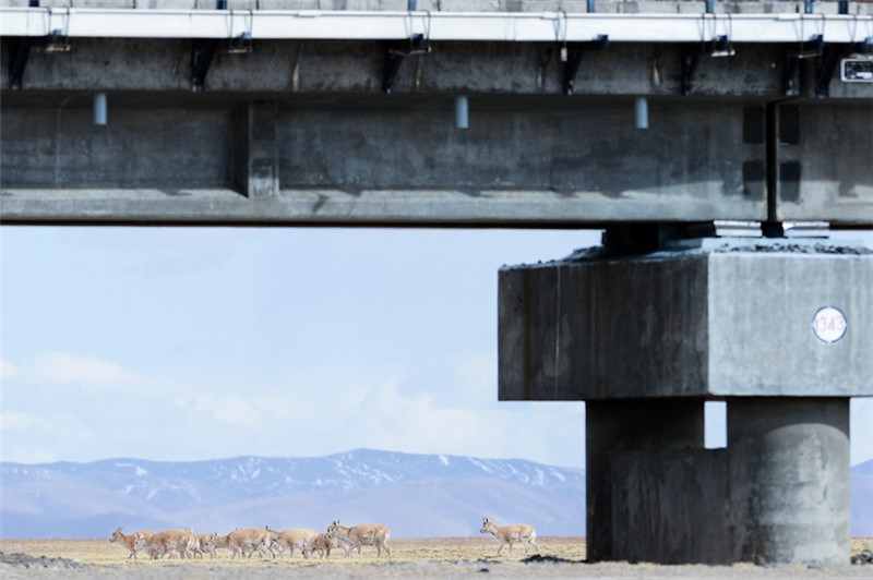一群藏羚羊在青藏铁路旁活动（5月18日摄）。