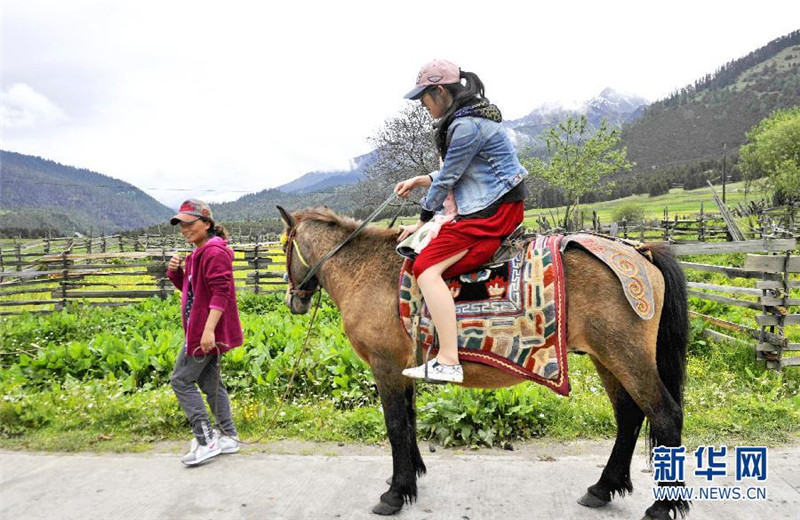 2015年6月15日 平措大叔的家庭旅馆游客在西藏林芝扎西岗村“平措家庭旅馆”院外骑马观光（6月11日摄）。