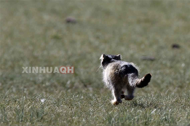 玉树摄影家寻遍45个乡镇拍到罕见动物兔狲