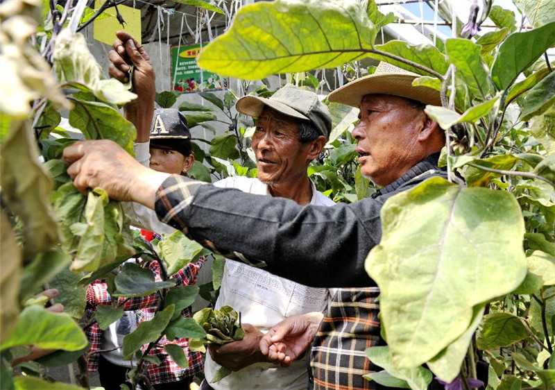 张际明（右）手把手地教白朗县的菜农如何管理蔬菜（6月30日摄）。