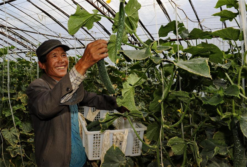 经张际明培训过的白朗县巴扎乡彭仓村48岁的普琼在自家的蔬菜大棚里采摘黄瓜（6月29日摄）。