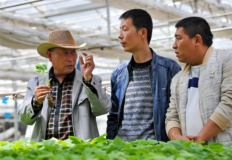 张际明（左）向白朗县的两名青年讲授蔬菜培植技术（6月29日摄）。