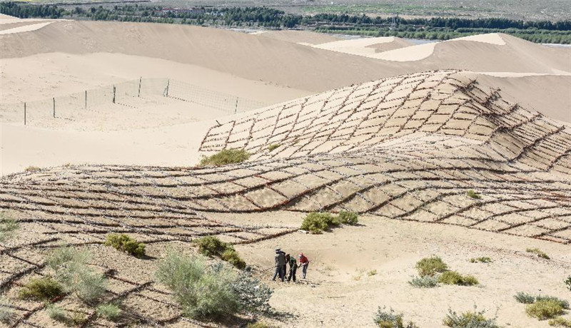 雅江北岸几名治沙工人在沙丘上用树枝打方格的方式进行固沙（7月3日摄）。