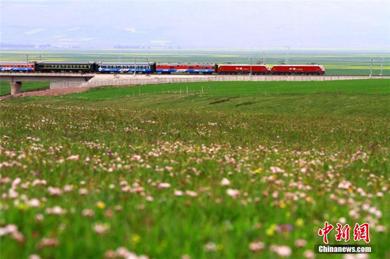 7月的甘肃山丹马场草原，山花烂漫，菜花飘香，高铁动车穿行在雪山下的花海之间。陈礼 摄