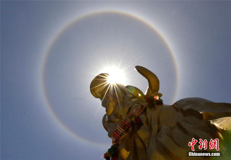 7月21日，拉萨标志性雕塑铜牛上空出现的日晕。中新社发李林 摄