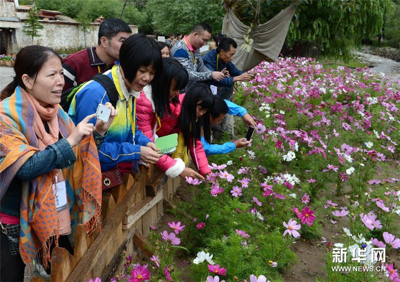 8月5日，参加体验活动的游客拍摄格桑花。