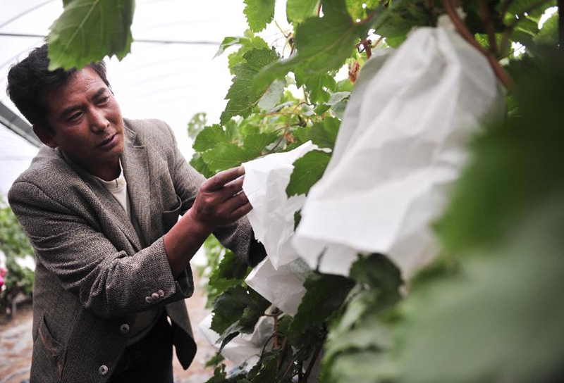全国劳动模范扎西在林芝市米林农场大棚里查看葡萄的生长情况（8月8日摄）。