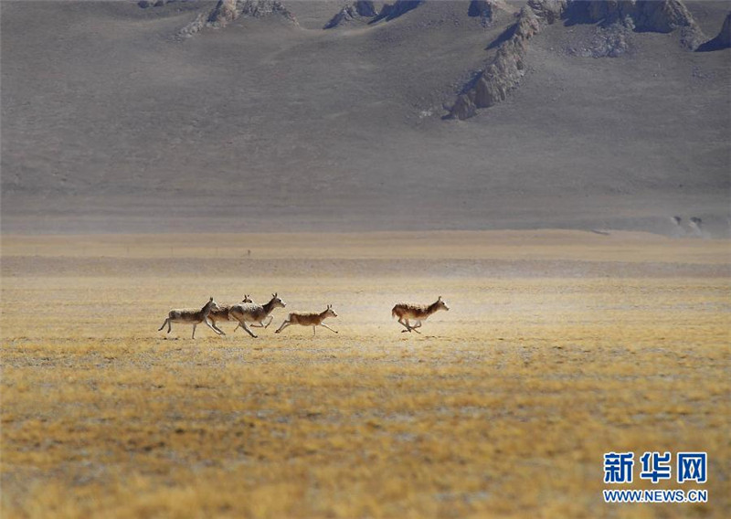 生活在藏北草原的藏羚羊（2012年10月20日摄）。