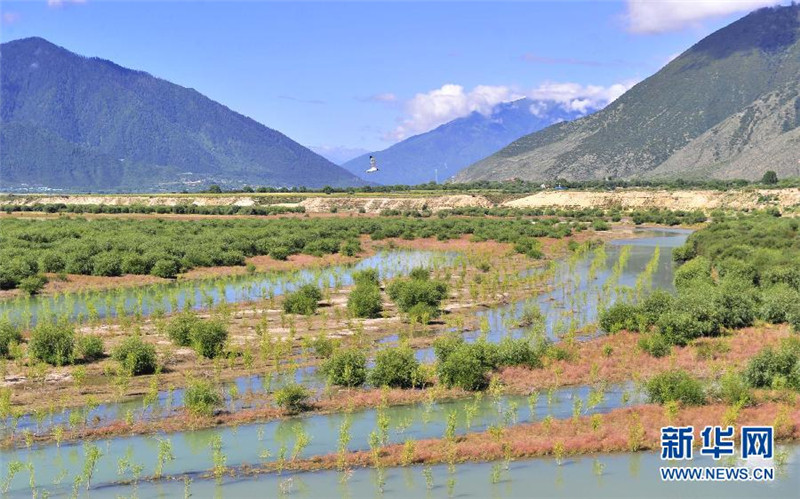 西藏尼洋河保护林带（8月9日摄）。