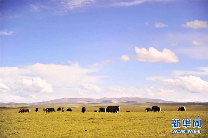 藏北草原风光（2013年6月27日摄）。
