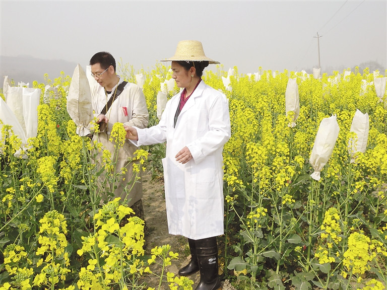科技工作者尼玛卓玛在试验田检查油菜生长情况。
