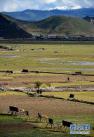 这是迪庆藏族自治州香格里拉市郊外的高山草甸（10月16日摄）。 新华社记者 蔺以光 摄
