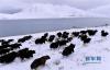 这是雪后羊卓雍错岸边的牦牛群（10月31日摄）。