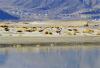 11月21日，黑颈鹤在西藏日喀则市南木林县境内的雅鲁藏布江河谷栖息。