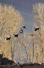 黑颈鹤在西藏林周县城郊林地上空盘旋（12月10日摄）。