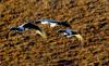　翔舞在西藏林周县山谷里的黑颈鹤（12月10日摄）。