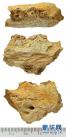 西藏阿里发现400多万年前鬣狗化石