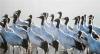 2月16日，一群黑颈鹤在拉萨河谷林周县境内嬉戏。