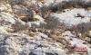 3月3日，在甘肃尕海则岔国家级自然保护区内的尕海国际重要湿地监测到37只岩羊亚成体。