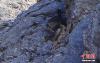 3月3日，在甘肃尕海则岔国家级自然保护区内的尕海国际重要湿地监测到37只岩羊亚成体。