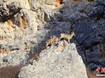 甘肃尕海湿地监测到37只“岩壁精灵”岩羊