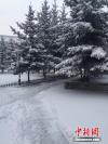 图为甘南州府合作市校园内雪景。 张勇 摄