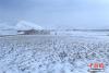 图为甘南尕海湿地雪景。 张勇 摄
