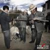 2014年4月28日，村长阿琼和科技特派员石伦一起给各家育肥的羊过秤，检查每家育肥的情况，以便兑现饲料奖励。
