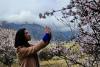 　一名游客在西藏林芝市巴宜区八一镇嘎拉村拍摄桃花。新华社记者张汝锋摄